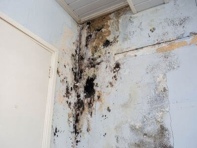 About Black Mold Removal Melvindale - black mold removal experts in Melvindale